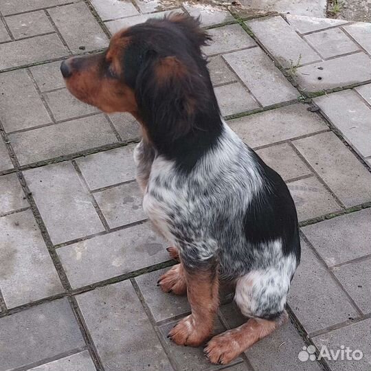 Щенки бретонский эпаньоль