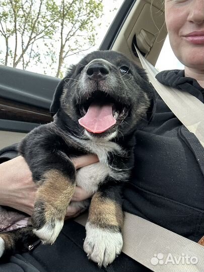 Щенок в добрые руки бесплатно