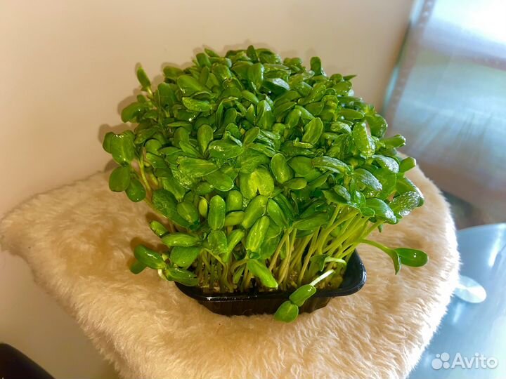 Микрозелень подсолнечник