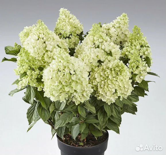 Гортензия метельчатая серии пан