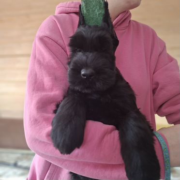 Ризеншнауцер, щенок