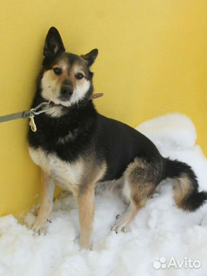 Верба никогда не знала человеческого тепла