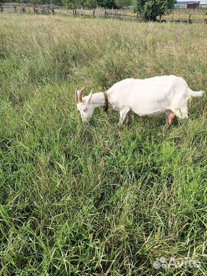 Коза дойная