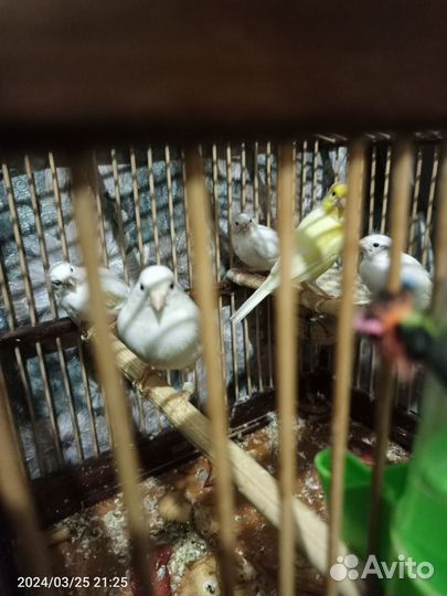 Кенара и канарейки