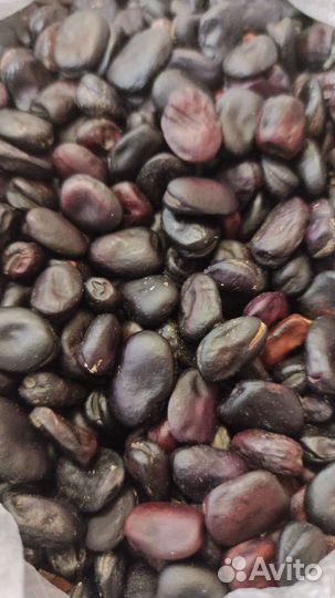 Бобы Русские Черные