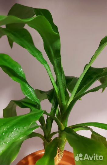 Комнатные цветы