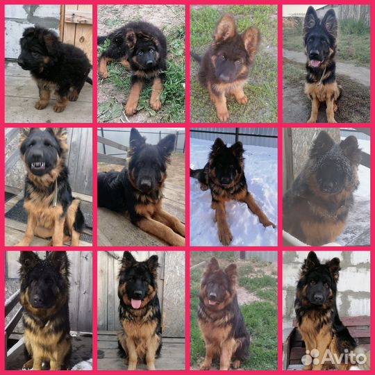 Немецкая Овчарка