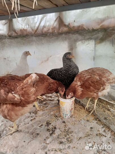 Куры молодки