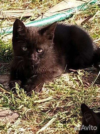 Красавчик мышелов