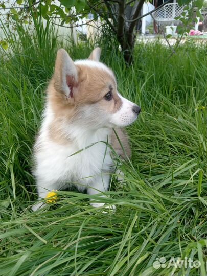 Вельш-корги пемброк девочка