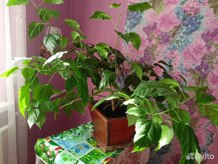 Китайская роза