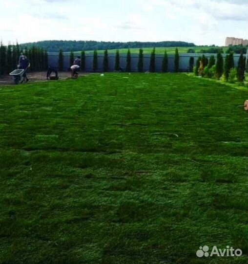 Рулонный газон