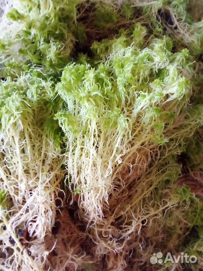 Природный мат (подстилка) улиткам, в террариум