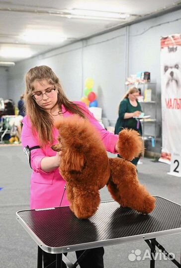 Вязка той пудель красный