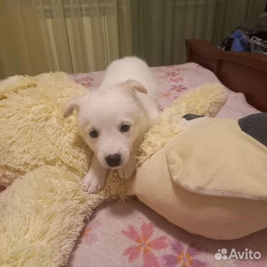 Собака в добрые руки щенок