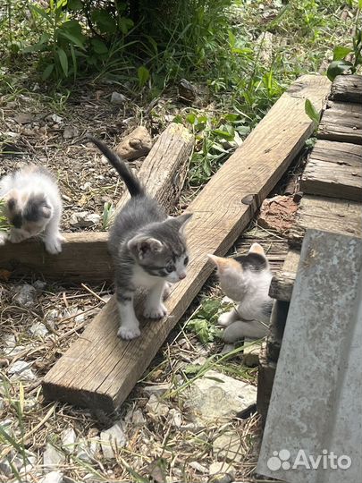 Котята бесплатно