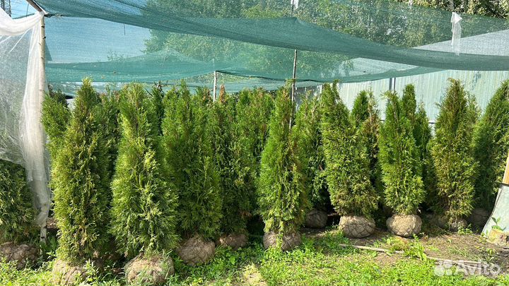 Туя смарагд импорт