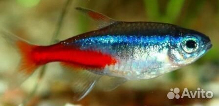 Аквариумные рыбки