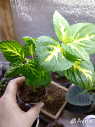 Комнатные растения