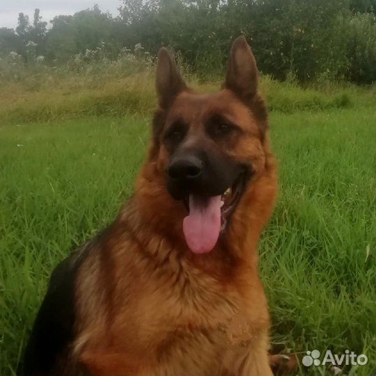 Немецкая овчарка