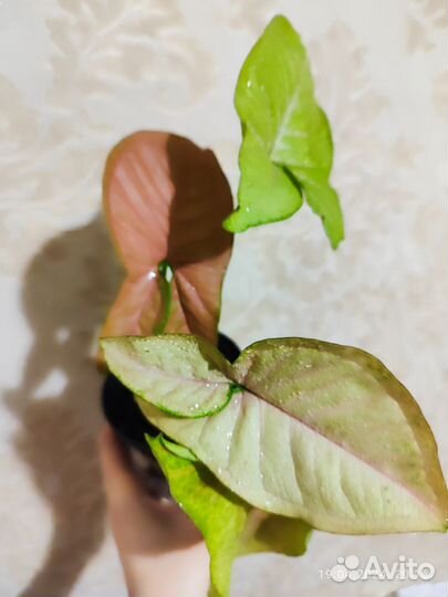 Сингониум неон пинк