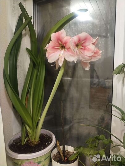 Гиппеаструм амариллис луковицы