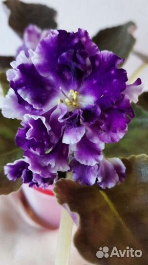 Сортовые фиалки