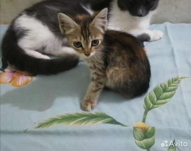 Котята в дар