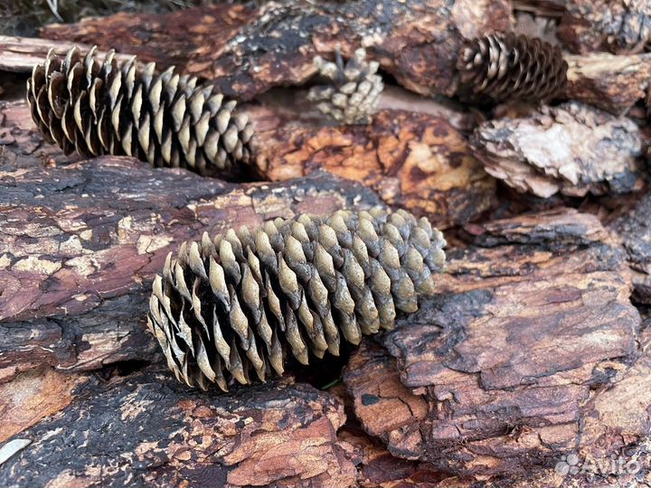 Шишки еловые