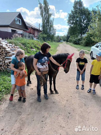 Катание на лошади и пони. Лошадь на праздник