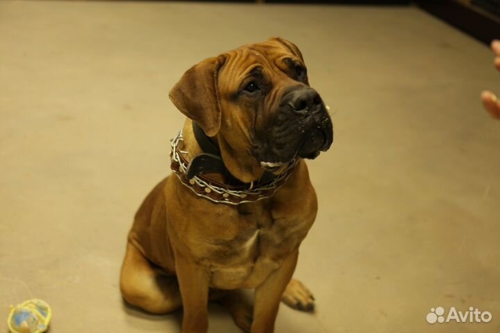 Передержка собак и других домашних животных в туле