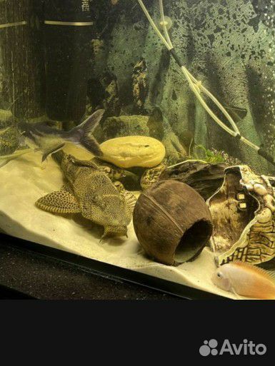 Сом птеригоплихт (гигантский сом)