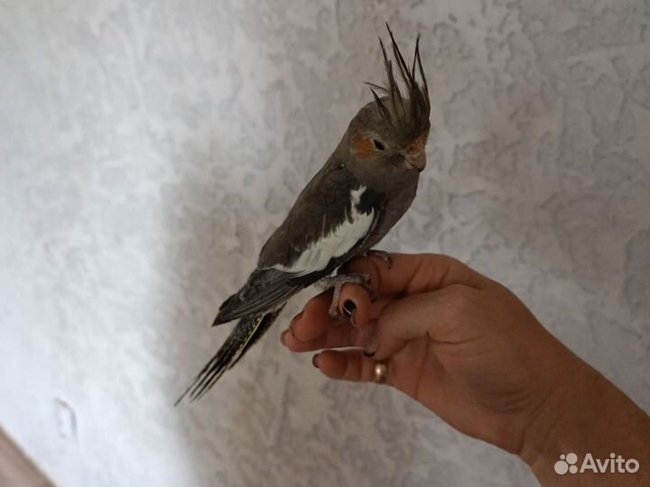 Попугай карелла птенцы