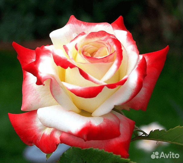 Саженцы роз Императрица Фарах