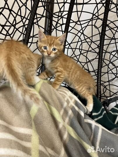 Котята в добрые руки даром