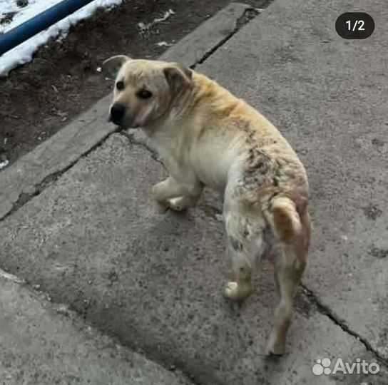 Найдена собака