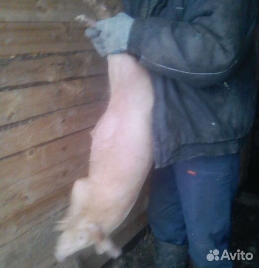 Поросята.Козы