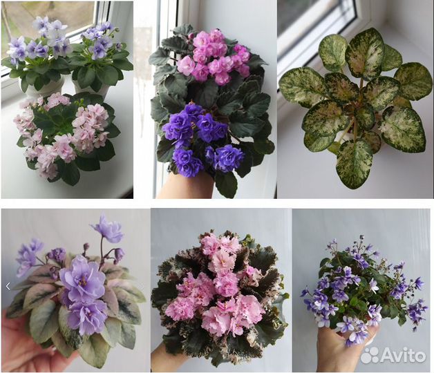 Фиалки - листы на срез