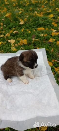 Щенки корги