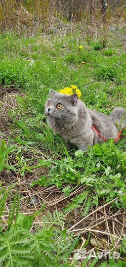 Британский кот для вязки