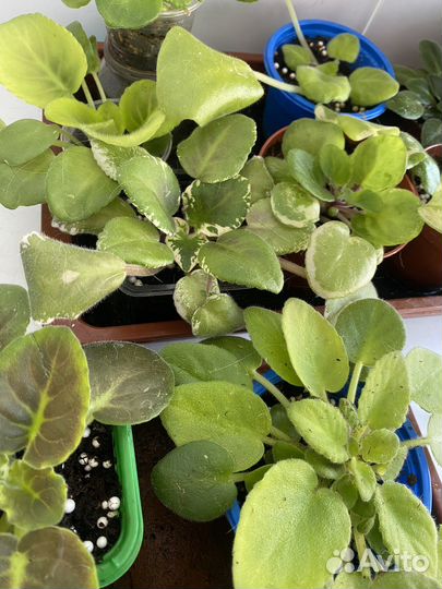 Фиалка, герань