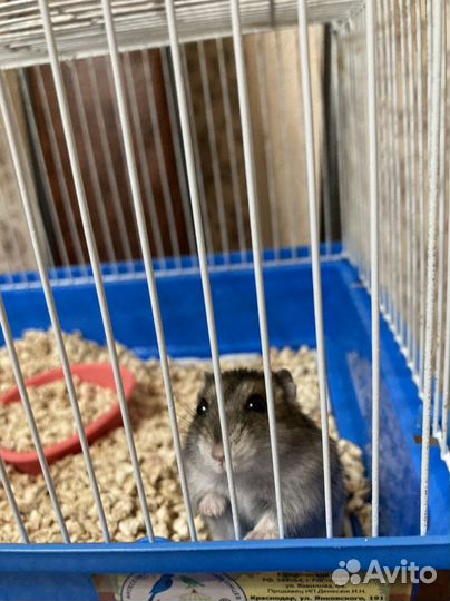 Клетка для грызунов