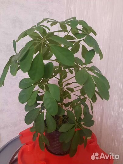 Цветок шефлера