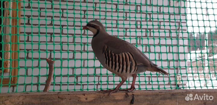 Инкубационное яйцо кеклика