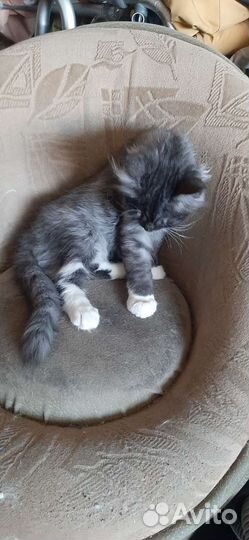 Котенок в дар бесплатно