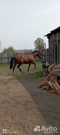 Лошадь