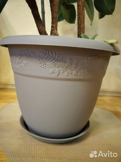 Фикус каучуковый Красавец 185 см