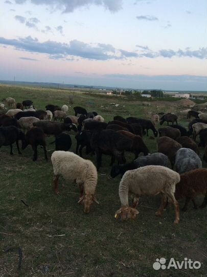 Продам суягных овец,маток (курдючные)