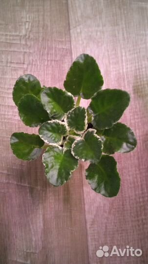 Фиалка сортовая ле- Сюрприз Зимы