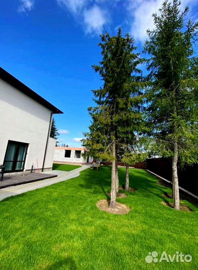 Рулонный газон от производителя